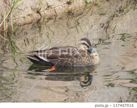 用水路のカルガモ　大阪府枚方市 137487018