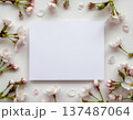白いカードの周りに桜の花が散っている画像 137487064