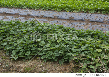 This is a close-up of a sweet potato field. This is a close-up of a sweet potato field. 137487075