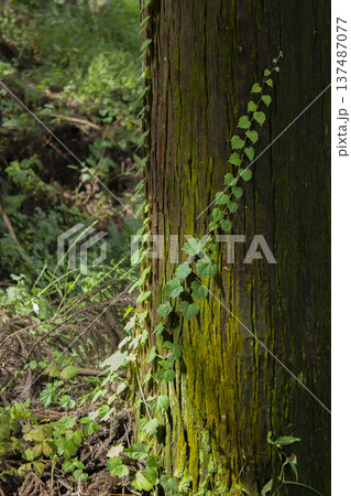 Oak pillars and ivy . 137487077
