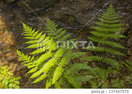These are bracken growing in the forest. 137487079