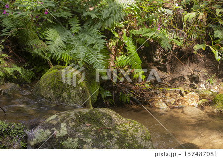 It is a valley in the forest with flowing water. 137487081