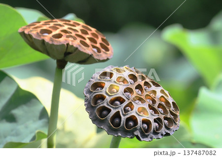大賀ハスの花托と実 大賀ハスの花托と実 137487082