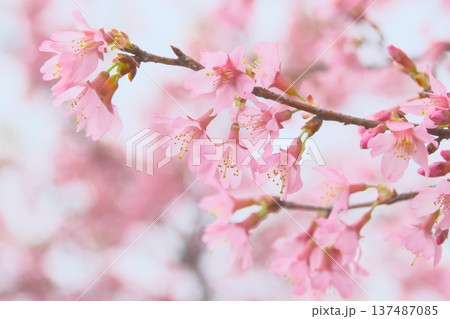 早春に可憐な花を咲かせるおかめ桜 早春に可憐な花を咲かせるおかめ桜 137487085