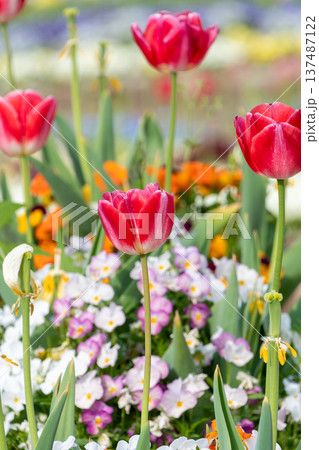 春の庭園に鮮やかに咲く赤いチューリップと色とりどりの花々 春の庭園に鮮やかに咲く赤いチューリップと色とりどりの花々 137487122