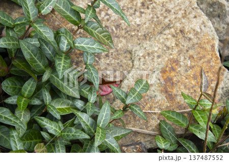 Close-up of Asian Jasmine leaves. 137487552