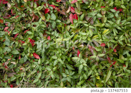 Close-up of Asian Jasmine leaves. Close-up of Asian Jasmine leaves. 137487553
