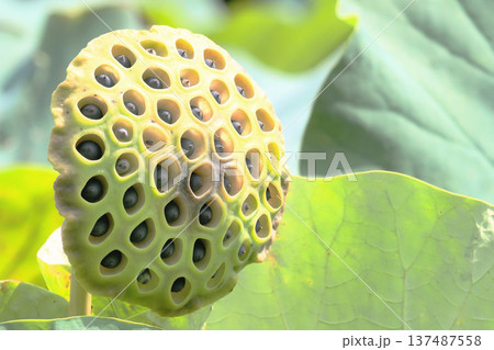 大賀ハスの花托と実 137487558