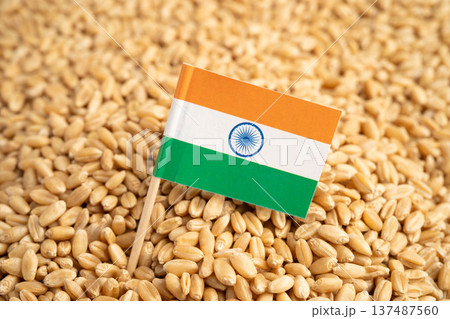 India flag on grain wheat, trade export and economy. 137487560