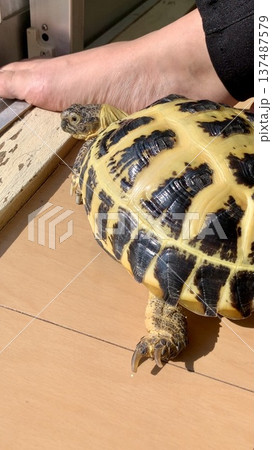 窓際で日光浴をするロシアリクガメ 137487579