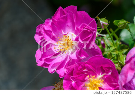 鮮やかなマゼンタ色のバラと蕾が輝く初夏の庭 鮮やかなマゼンタ色のバラと蕾が輝く初夏の庭 137487586