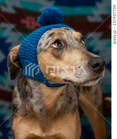spotted dog with a sad face in a blue hat with a pompom and mittens on his paws spotted dog with a sad face in a blue hat with a pompom and mittens on his paws 137487799