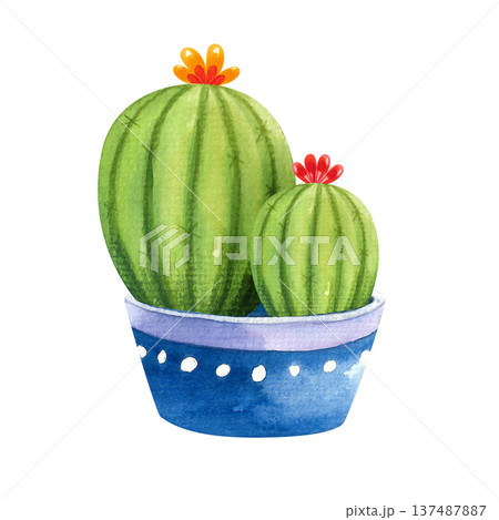 Watercolor illustration of a round blooming cactus in a blue pot, hand drawn houseplants for decor in a simple style Watercolor illustration of a round blooming cactus in a blue pot, hand drawn houseplants for decor in a simple style 137487887