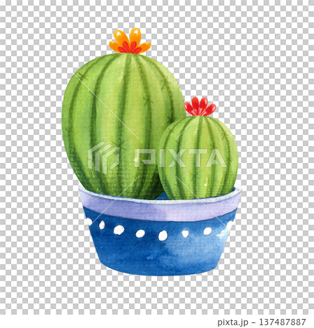 Watercolor illustration of a round blooming cactus in a blue pot, hand drawn houseplants for decor in a simple style Watercolor illustration of a round blooming cactus in a blue pot, hand drawn houseplants for decor in a simple style 137487887