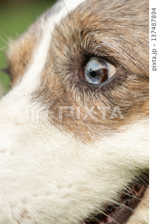 Portrait of cardigan Welsh Corgi dog with its tongue hanging out, walk of pet and its owner. Portrait of cardigan Welsh Corgi dog with its tongue hanging out, walk of pet and its owner. 137487894