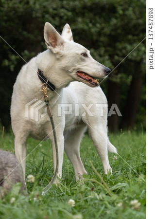 portrait of a white dog, a pet walking in park with its owner, training and raising pets. portrait of a white dog, a pet walking in park with its owner, training and raising pets. 137487898