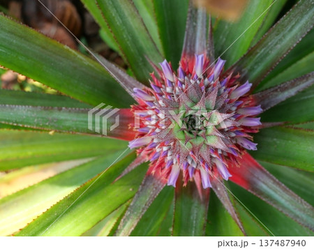 Pineapple blossom with green leaves in background, The purple petals of the flower spring on the fruit Pineapple blossom with green leaves in background, The purple petals of the flower spring on the fruit 137487940