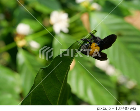Eastern carpenter Bee fliing to seeking nectar in Robusta coffee tree plant with green leaf, Yellow hair and black stripes on bumblebee 137487942