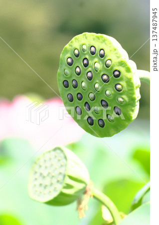 大賀ハスの花托と実 137487945