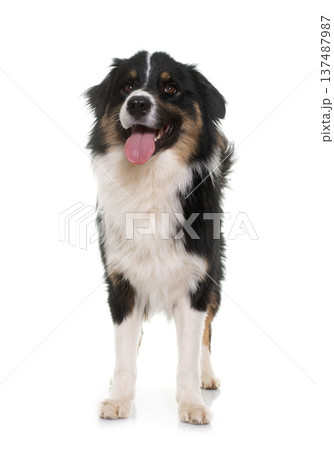 tricolor australian shepherd 137487987