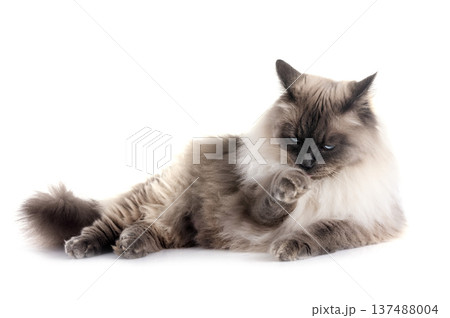 siberian cat in studio siberian cat in studio 137488004