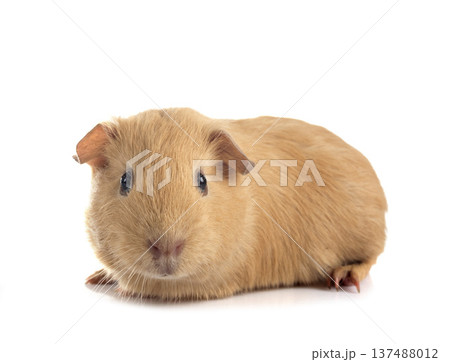guinea pig in studio 137488012