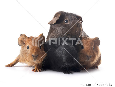 guinea pigs in studio 137488013