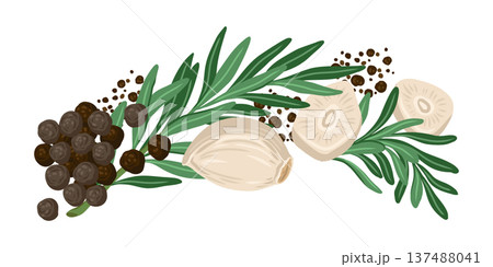 Rosemary leaf and garlic clove horizontal composition vector food illustration. Hand drawn arrangement with black pepper. Fresh organic ingredient for menu design. Perfect for culinary packaging. Rosemary leaf and garlic clove horizontal composition vector food illustration. Hand drawn arrangement with black pepper. Fresh organic ingredient for menu design. Perfect for culinary packaging. 137488041