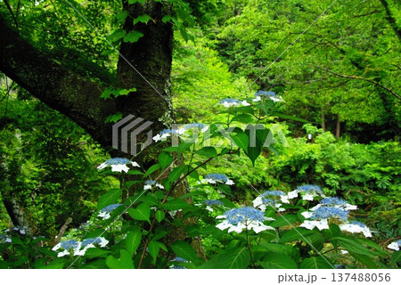 岐阜県岐阜市の三光寺の境内には、紫陽花の花があちこちに咲き誇りっています。 岐阜県岐阜市の三光寺の境内には、紫陽花の花があちこちに咲き誇りっています。 137488056