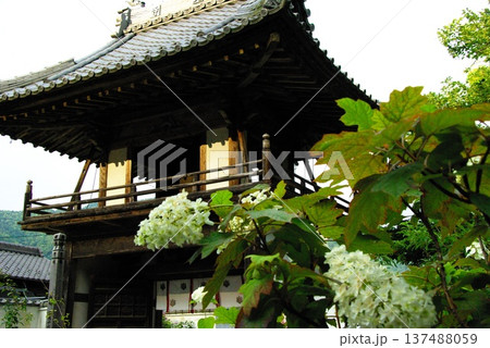 岐阜県岐阜市の三光寺の境内には、紫陽花の花があちこちに咲き誇りっています。 岐阜県岐阜市の三光寺の境内には、紫陽花の花があちこちに咲き誇りっています。 137488059