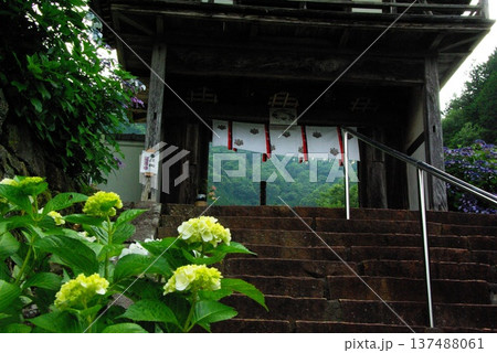 岐阜県岐阜市の三光寺の境内には、紫陽花の花があちこちに咲き誇りっています。 岐阜県岐阜市の三光寺の境内には、紫陽花の花があちこちに咲き誇りっています。 137488061