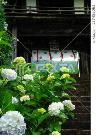 岐阜県岐阜市の三光寺の境内には、紫陽花の花があちこちに咲き誇りっています。 岐阜県岐阜市の三光寺の境内には、紫陽花の花があちこちに咲き誇りっています。 137488063