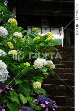 岐阜県岐阜市の三光寺の境内には、紫陽花の花があちこちに咲き誇りっています。 岐阜県岐阜市の三光寺の境内には、紫陽花の花があちこちに咲き誇りっています。 137488065
