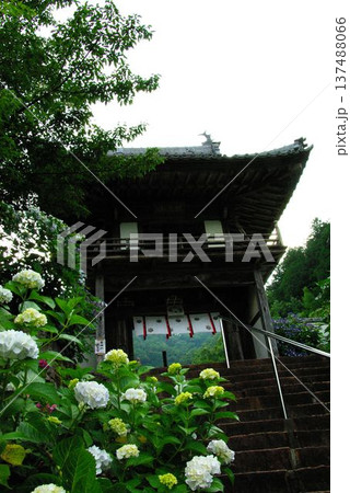 岐阜県岐阜市の三光寺の境内には、紫陽花の花があちこちに咲き誇りっています。 岐阜県岐阜市の三光寺の境内には、紫陽花の花があちこちに咲き誇りっています。 137488066