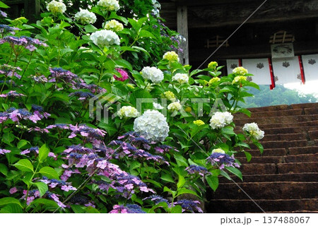 岐阜県岐阜市の三光寺の境内には、紫陽花の花があちこちに咲き誇りっています。 岐阜県岐阜市の三光寺の境内には、紫陽花の花があちこちに咲き誇りっています。 137488067