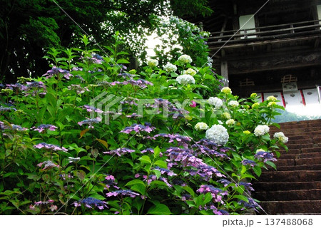 岐阜県岐阜市の三光寺の境内には、紫陽花の花があちこちに咲き誇りっています。 岐阜県岐阜市の三光寺の境内には、紫陽花の花があちこちに咲き誇りっています。 137488068