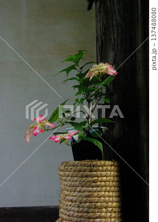 岐阜県岐阜市の三光寺の境内には、紫陽花の花があちこちに咲き誇りっています。 岐阜県岐阜市の三光寺の境内には、紫陽花の花があちこちに咲き誇りっています。 137488080