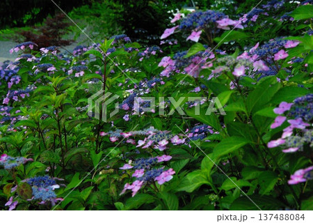 岐阜県岐阜市の三光寺の境内には、紫陽花の花があちこちに咲き誇りっています。 岐阜県岐阜市の三光寺の境内には、紫陽花の花があちこちに咲き誇りっています。 137488084