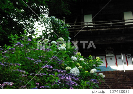 岐阜県岐阜市の三光寺の境内には、紫陽花の花があちこちに咲き誇りっています。 岐阜県岐阜市の三光寺の境内には、紫陽花の花があちこちに咲き誇りっています。 137488085