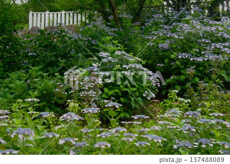 岐阜県岐阜市の三光寺の境内には、紫陽花の花があちこちに咲き誇りっています。 137488089