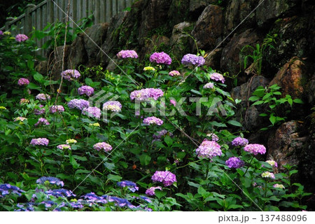 岐阜県岐阜市の三光寺の境内には、紫陽花の花があちこちに咲き誇りっています。 岐阜県岐阜市の三光寺の境内には、紫陽花の花があちこちに咲き誇りっています。 137488096