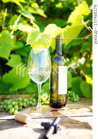 White Wine, Fresh Grapes on Rustic Table in Lush Vineyards. Two glasses of white wine and bottle White Wine, Fresh Grapes on Rustic Table in Lush Vineyards. Two glasses of white wine and bottle 137488179