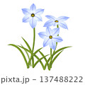 春に星型のかわいらしい花を咲かせるハナニラ 137488222