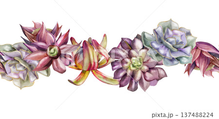 Decorative succulents, crassula flower, echeveria plant, Araucaria rosette, purple aeonium, sedum. Seamless botanical banner hand drawn in watercolor for candle labels, handmade soap, shop headers 137488224