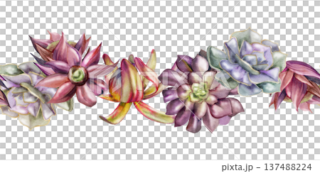 Decorative succulents, crassula flower, echeveria plant, Araucaria rosette, purple aeonium, sedum. Seamless botanical banner hand drawn in watercolor for candle labels, handmade soap, shop headers 137488224