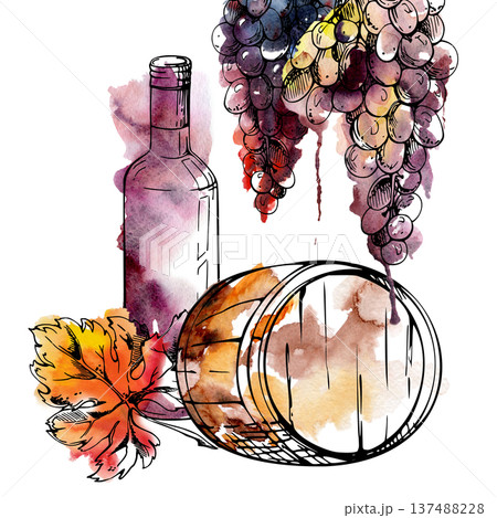 Cellar barrel cask with wine bottle, hanging grape clusters and leaf. Isolated illustration hand drawn in watercolor and ink for menus, event graphics, label design, blog imagery, winery identity. 137488228