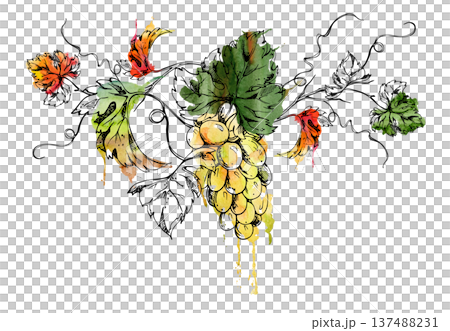 White muscat, sauvignon blanc, riesling grapevine branch with leaves, tendrils and fruit bunch. Isolated illustration hand drawn in watercolor and ink for winery branding, packaging, garden guides White muscat, sauvignon blanc, riesling grapevine branch with leaves, tendrils and fruit bunch. Isolated illustration hand drawn in watercolor and ink for winery branding, packaging, garden guides 137488231