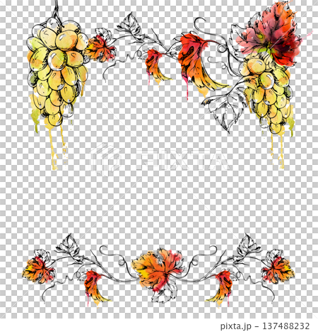 Frame with botanical white grapes, plump muscat clusters on leafy grapevine. Hand drawn in ink and watercolor for farmers market fruit harvest stalls, restaurant menus, greeting cards, wine branding. 137488232