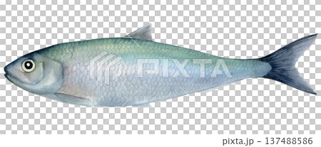 Fresh herring (Clupea harengus) fish hand drawn watercolor isolated food illustration. Raw saltwater fish for healthy diet Fresh herring (Clupea harengus) fish hand drawn watercolor isolated food illustration. Raw saltwater fish for healthy diet 137488586