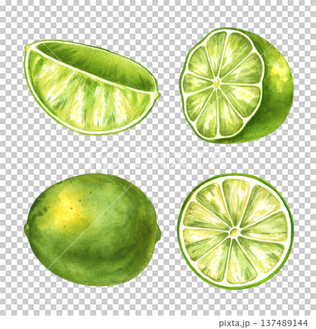A set with watercolor juicy lime on an isolated background. Botanical illustration with a whole fruit, half, quarter and a cut circle. Realistic clipart of exotic green fruit for grocery and cosmetic A set with watercolor juicy lime on an isolated background. Botanical illustration with a whole fruit, half, quarter and a cut circle. Realistic clipart of exotic green fruit for grocery and cosmetic 137489144
